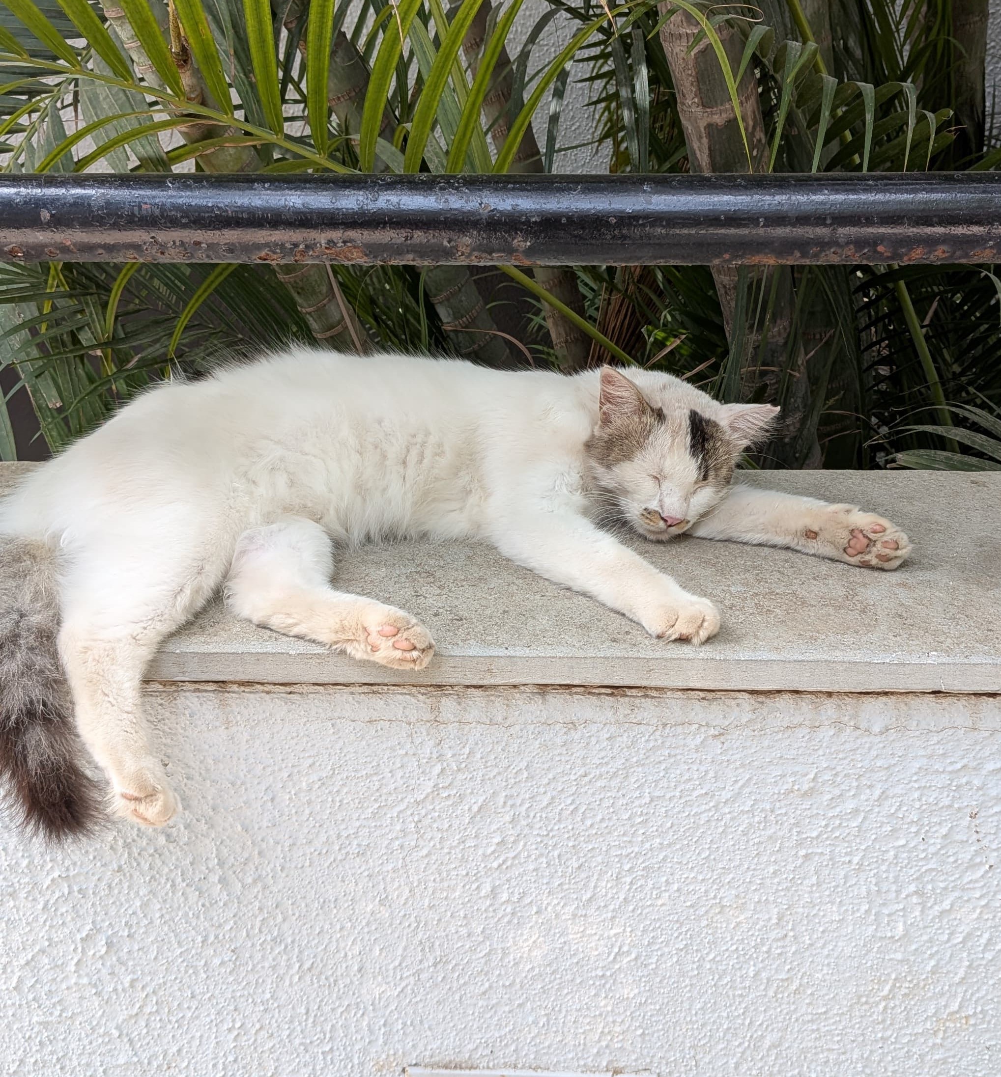 boka sleeping